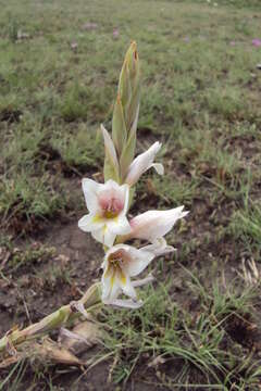 Image of Gladiolus elliotii Baker