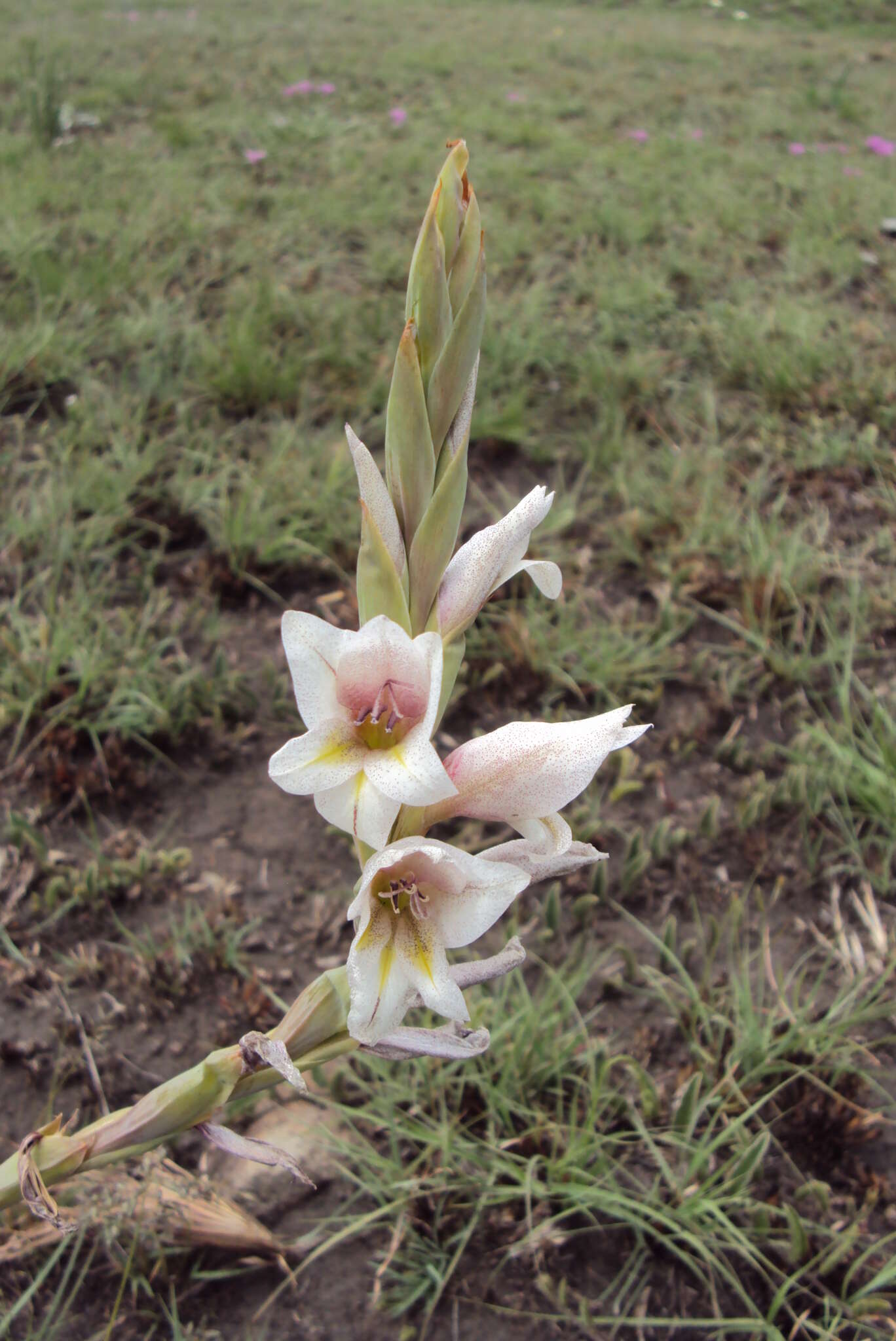 Слика од Gladiolus elliotii Baker