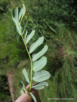 Imagem de Calpurnia sericea Harv.