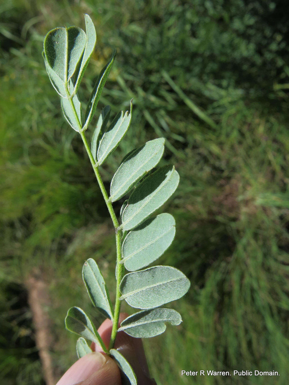 صورة Calpurnia sericea Harv.