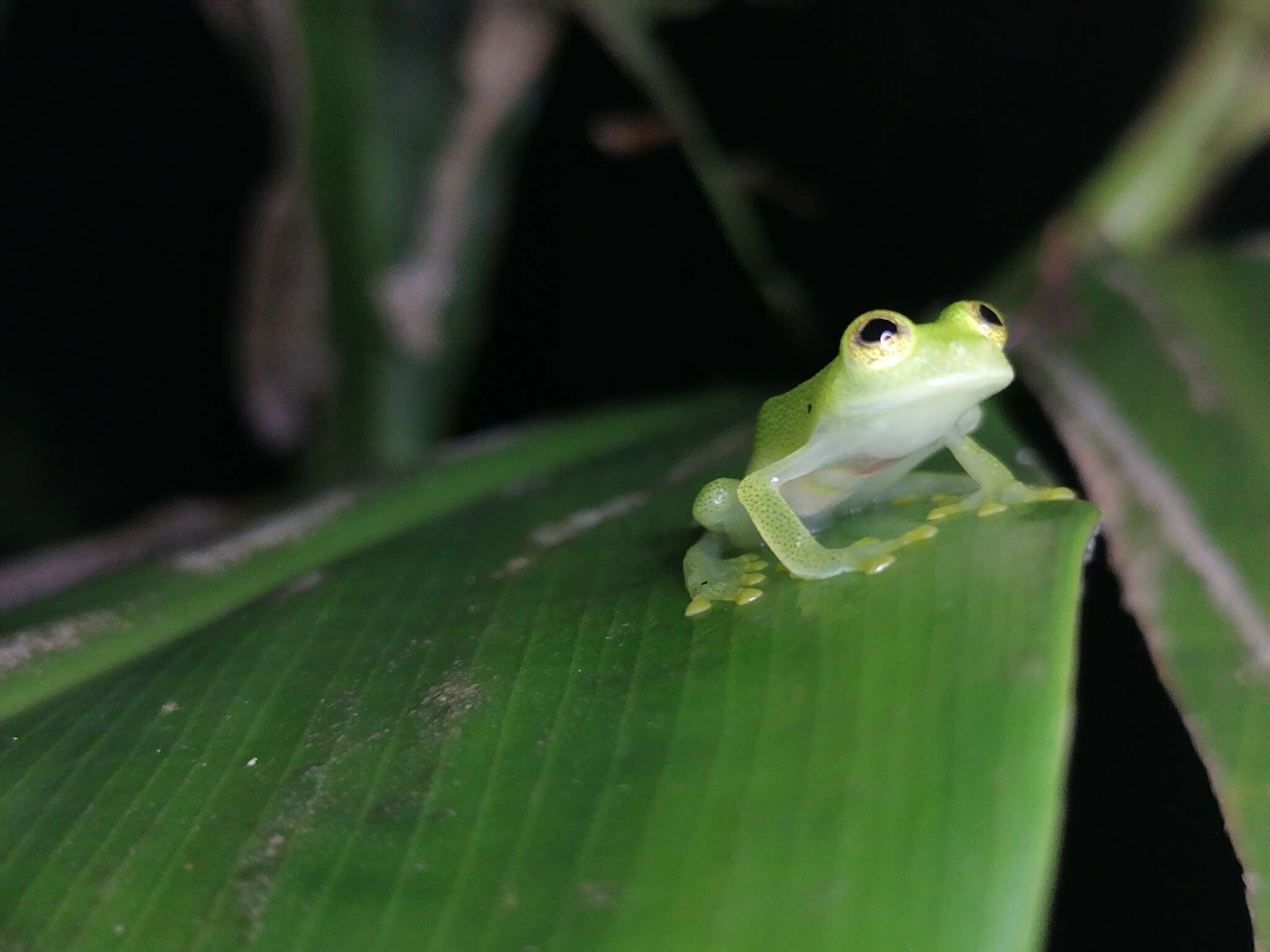 Image de Hyalinobatrachium orientale (Rivero 1968)