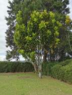 Image of fiddle-leaf fig