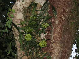 Image of Epidendrum chlorocorymbos Schltr.