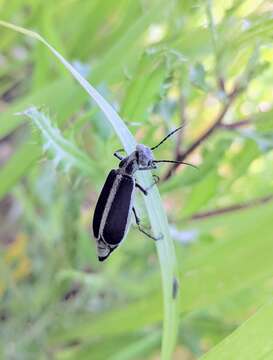 Image of Margined Blister Beetle