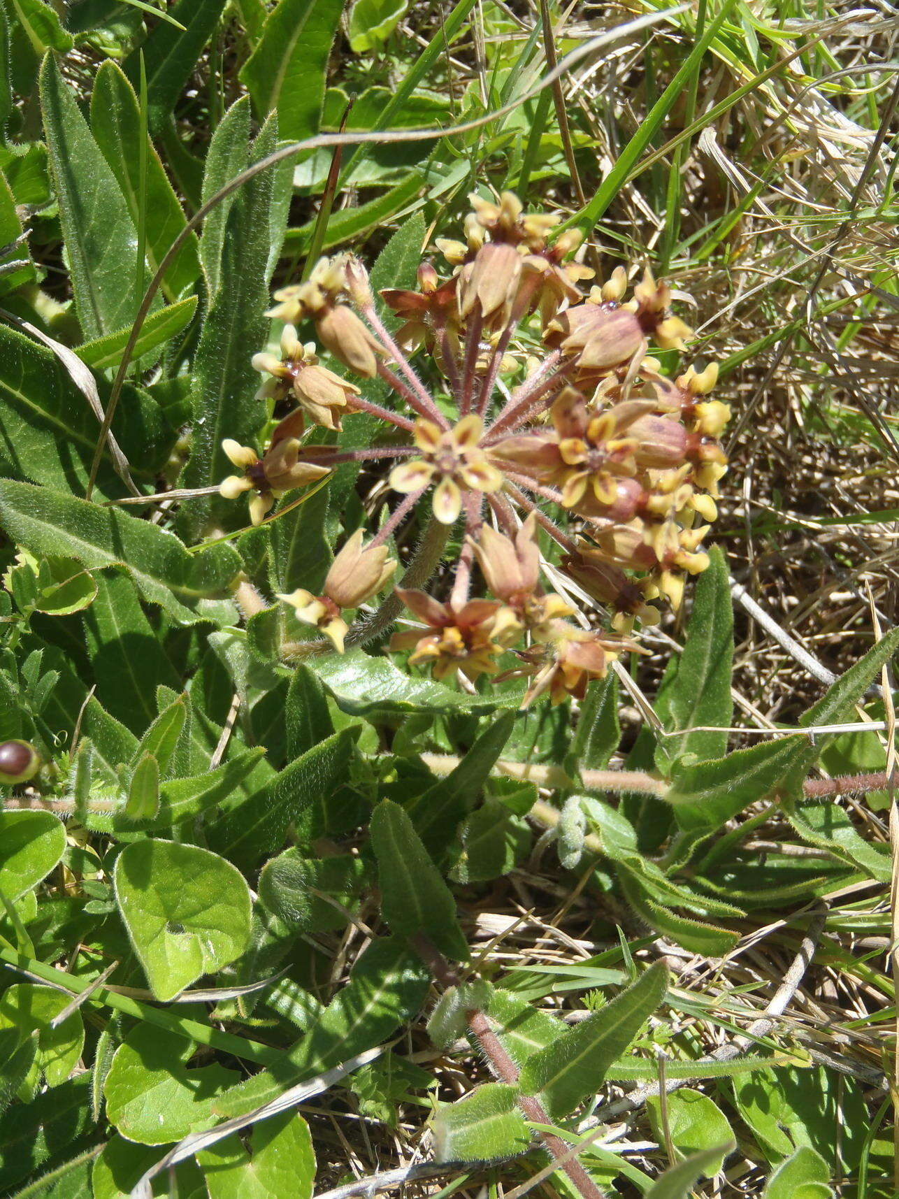 Asclepias crispa var. plana N. E. Br.的圖片