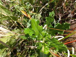 Image of Berkheya bergiana Soderb.