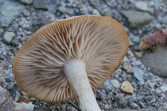 Image of Clitocybe diatreta (Fr.) P. Kumm. 1871