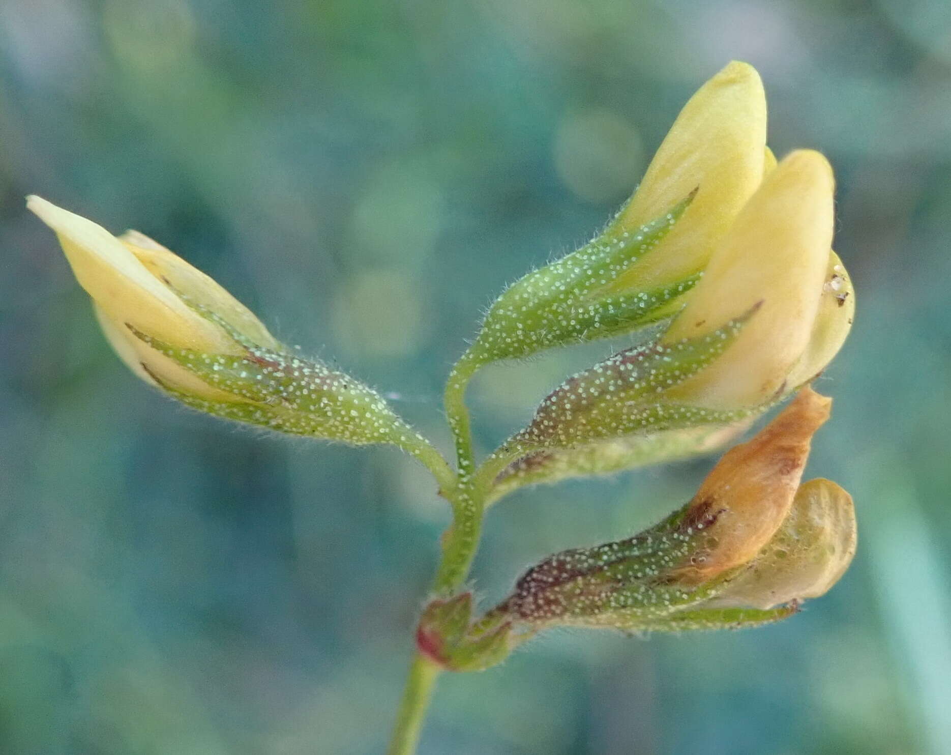 Image of Rhynchosia leucoscias Harv.