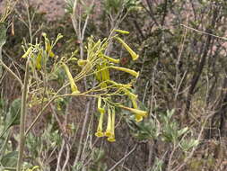 Nicotiana paniculata L. resmi