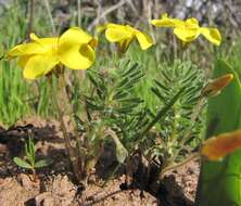 Image of Oxalis grammophylla Salter