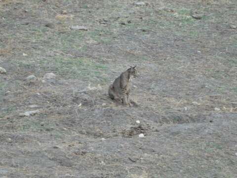 Image of Iberian lynx