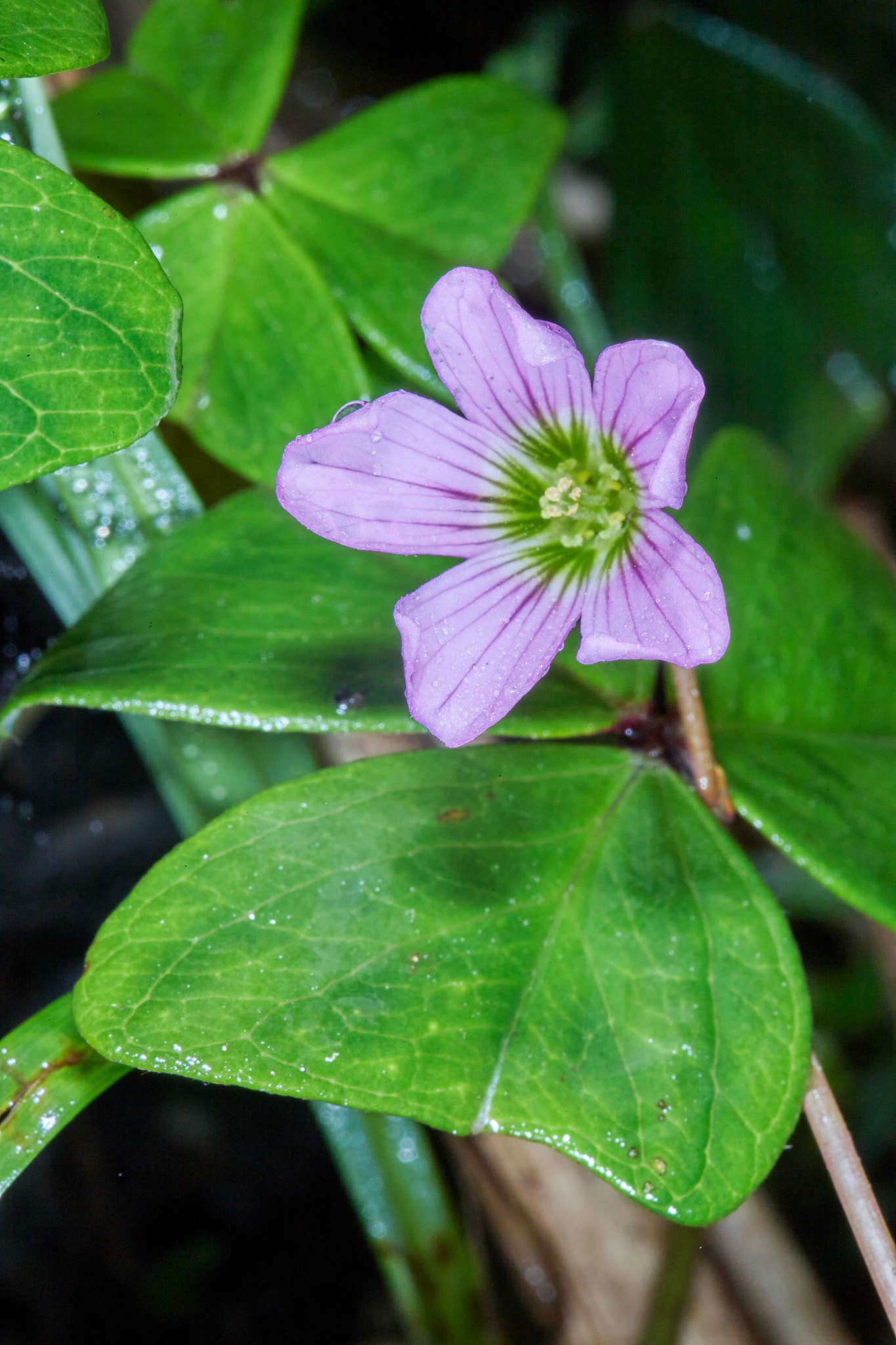 Image of Oxalis dimidiata J. D. Smith