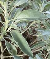 Image of sky-blue lupine