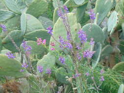 Plancia ëd Linaria purpurea (L.) Mill.