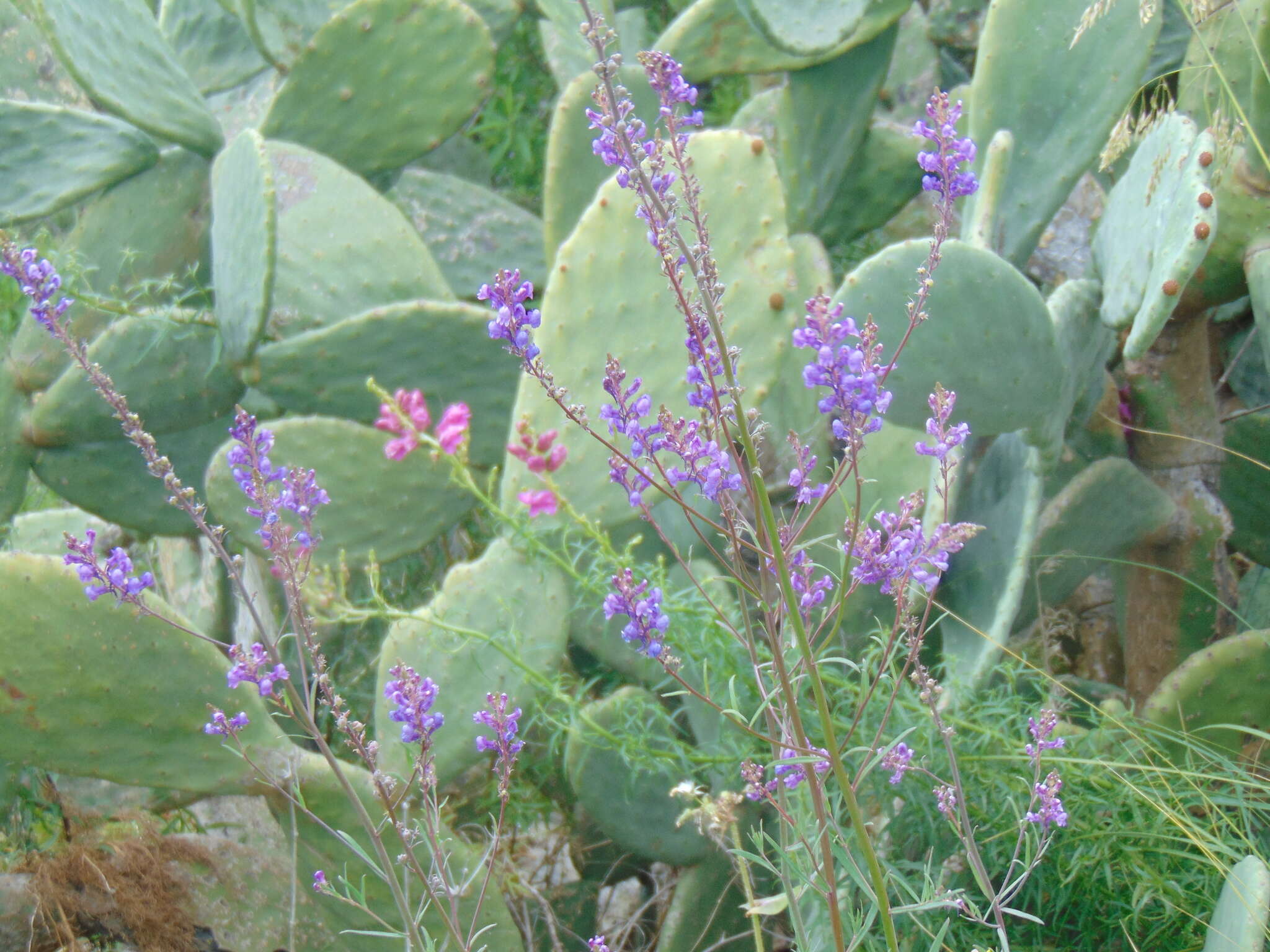 Image of Purple Toadflax