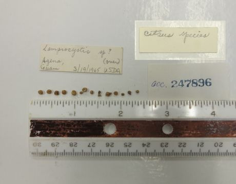 Image of Lamprocystis