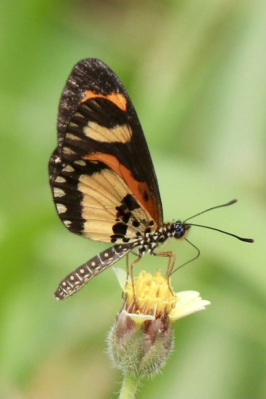 Image of Acraea bonasia Fabricius 1775