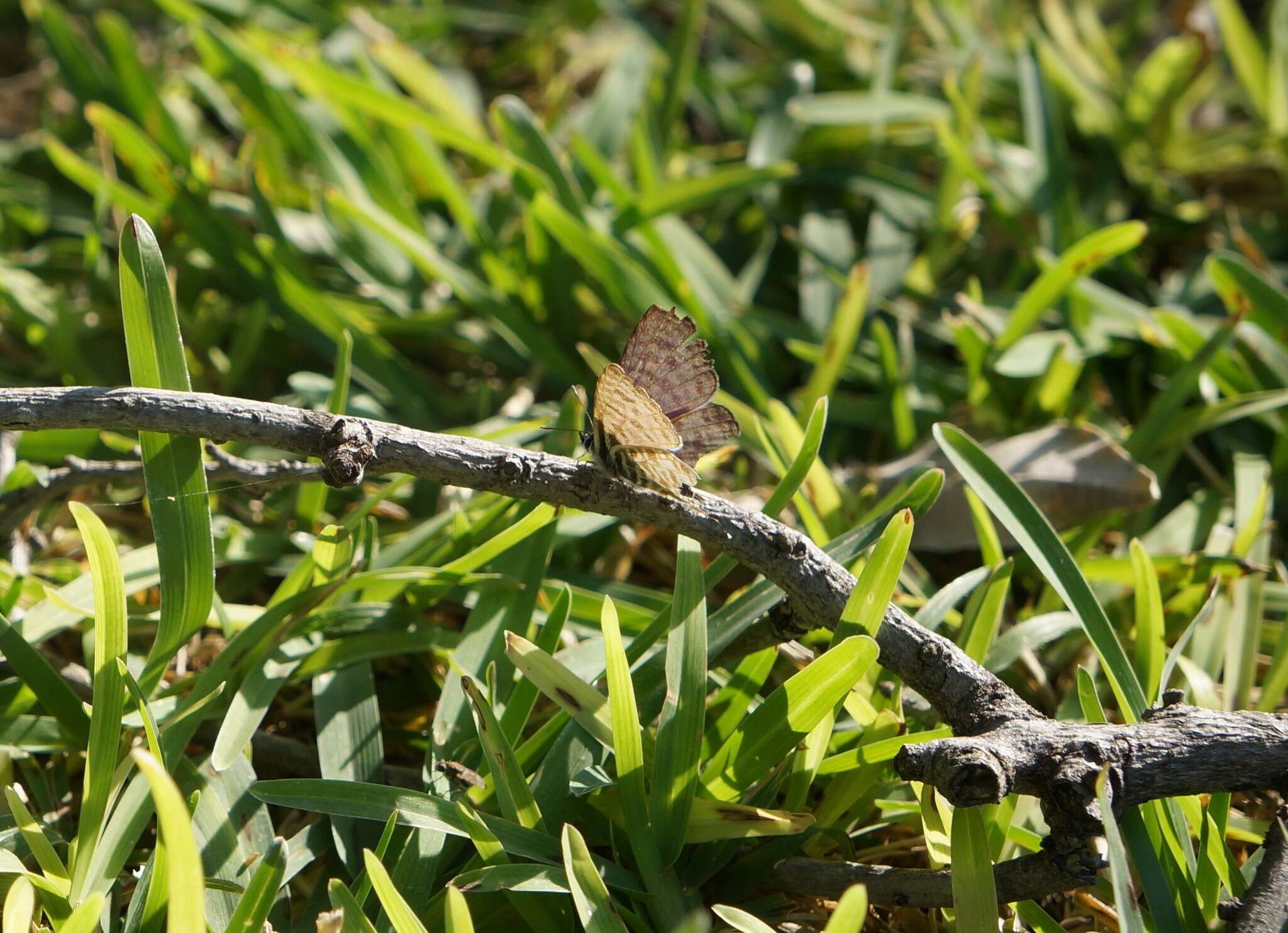 Image of Lang's Short-tailed Blue