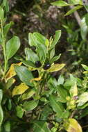 صورة Cestrum buxifolium Kunth