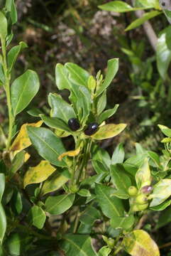 صورة Cestrum buxifolium Kunth