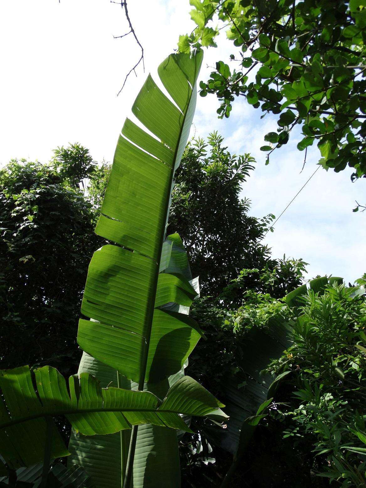 Image of Natal wild banana