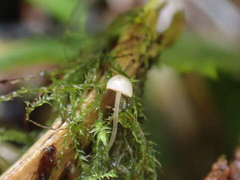 Image of Mycena pterigena (Fr.) P. Kumm. 1871