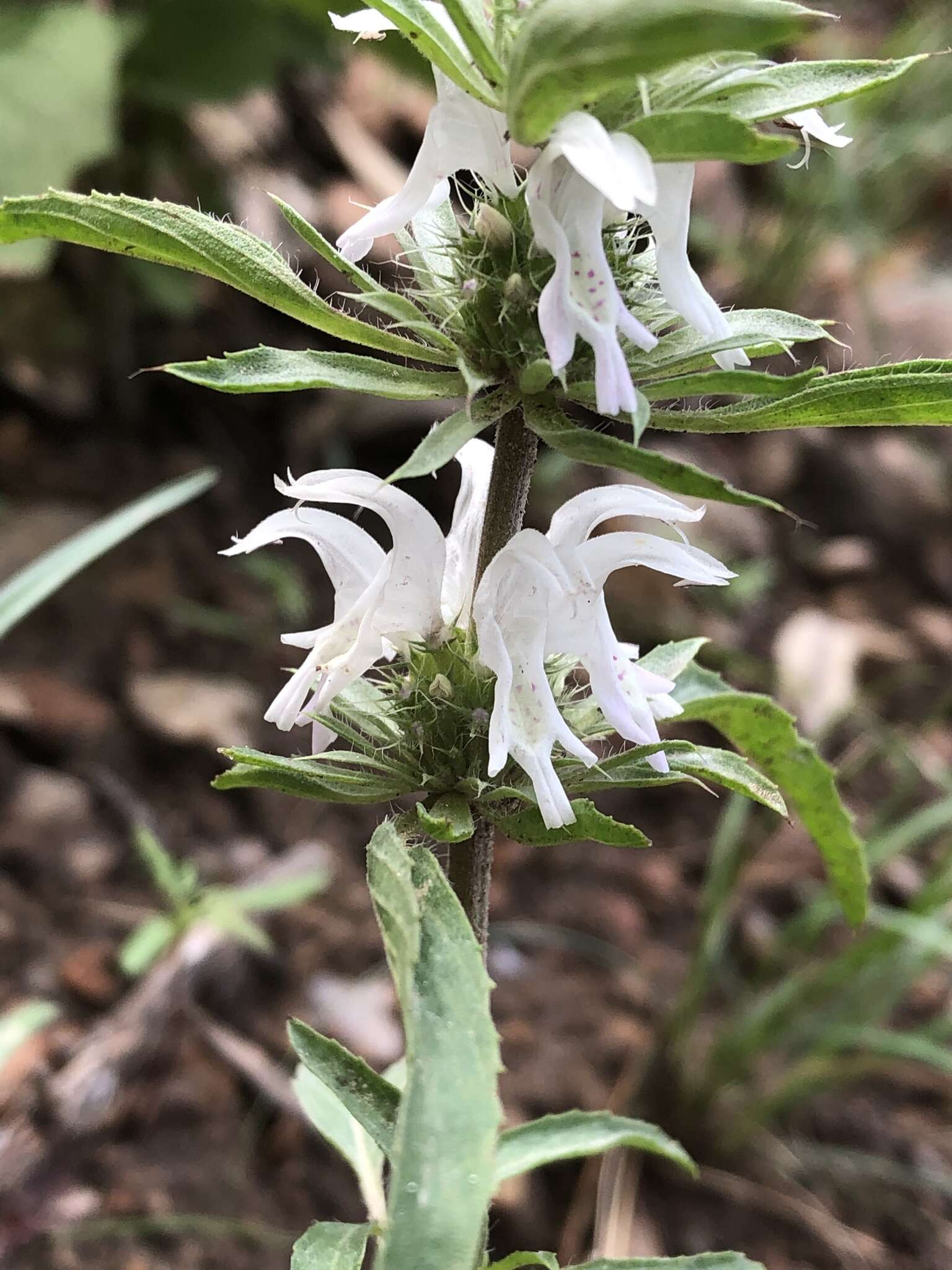 Image of lemon beebalm