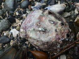 Image of Northern Abalone