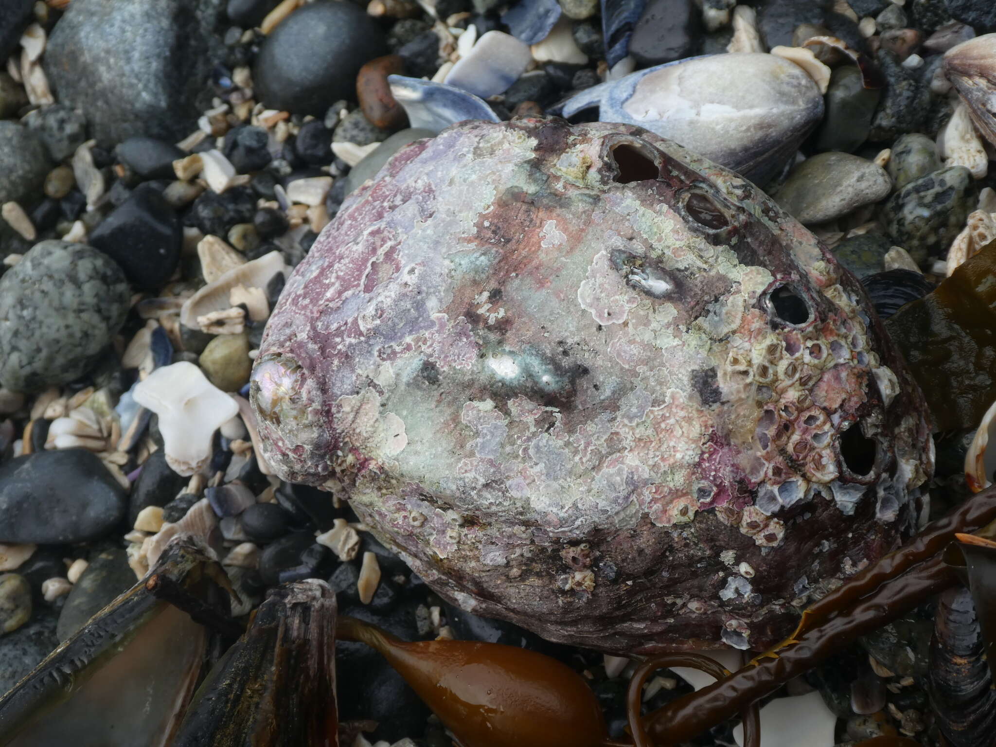 Image of Northern Abalone