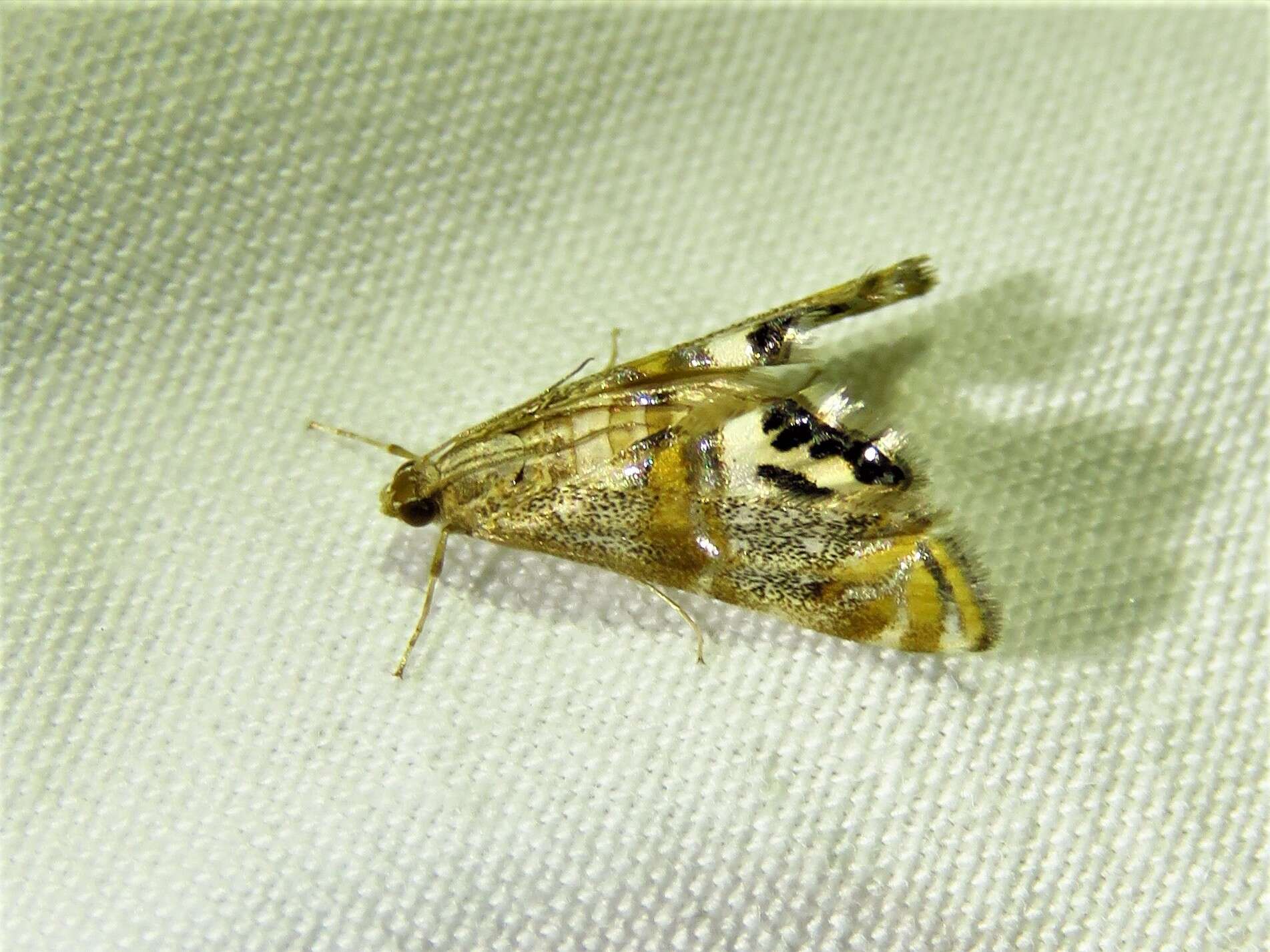 Image of Two-banded Petrophila