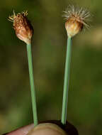 Image of Fimbristylis tetragona R. Br.