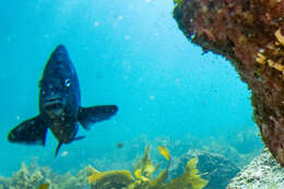 Image of New Zealand black angelfish