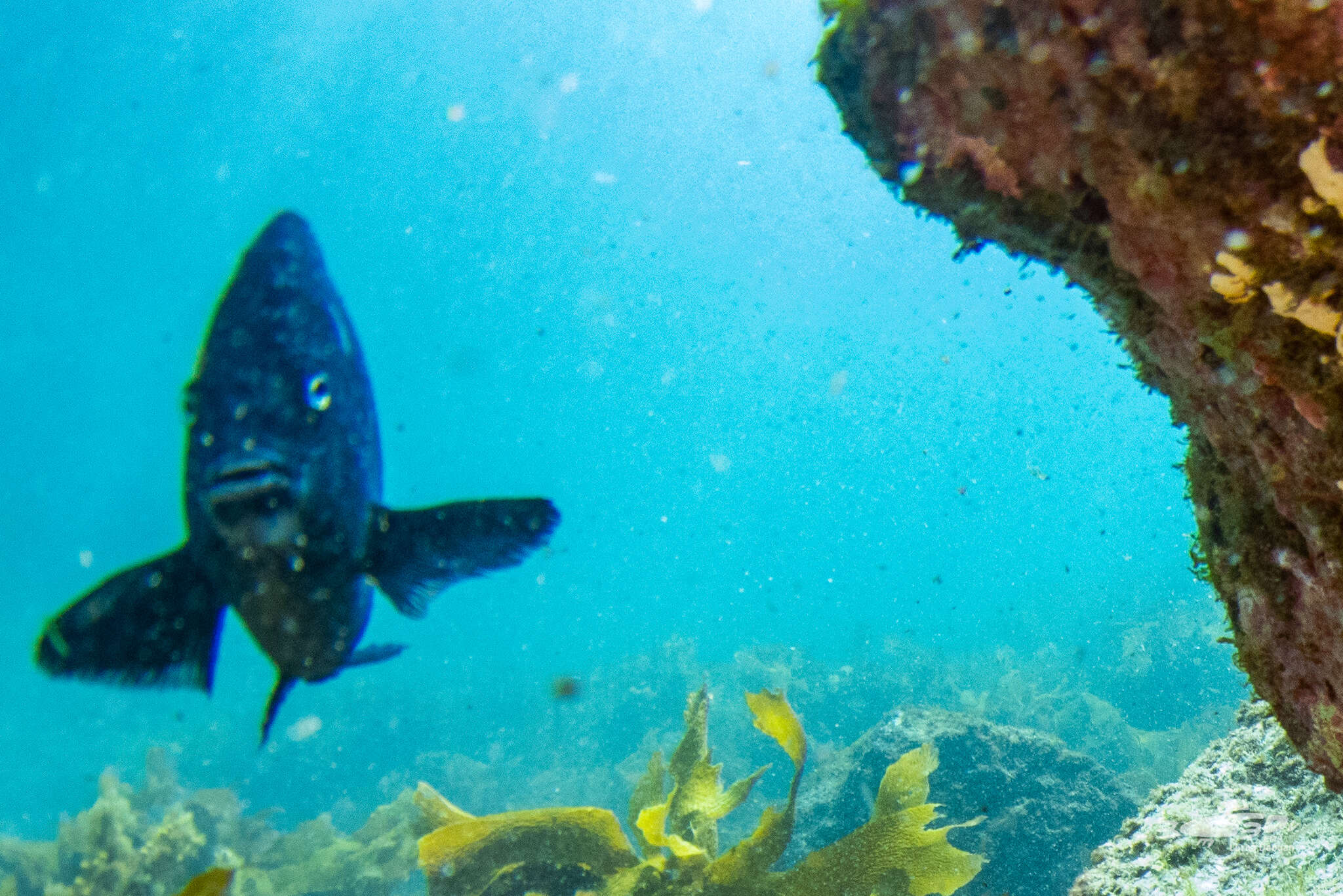 Image of New Zealand black angelfish