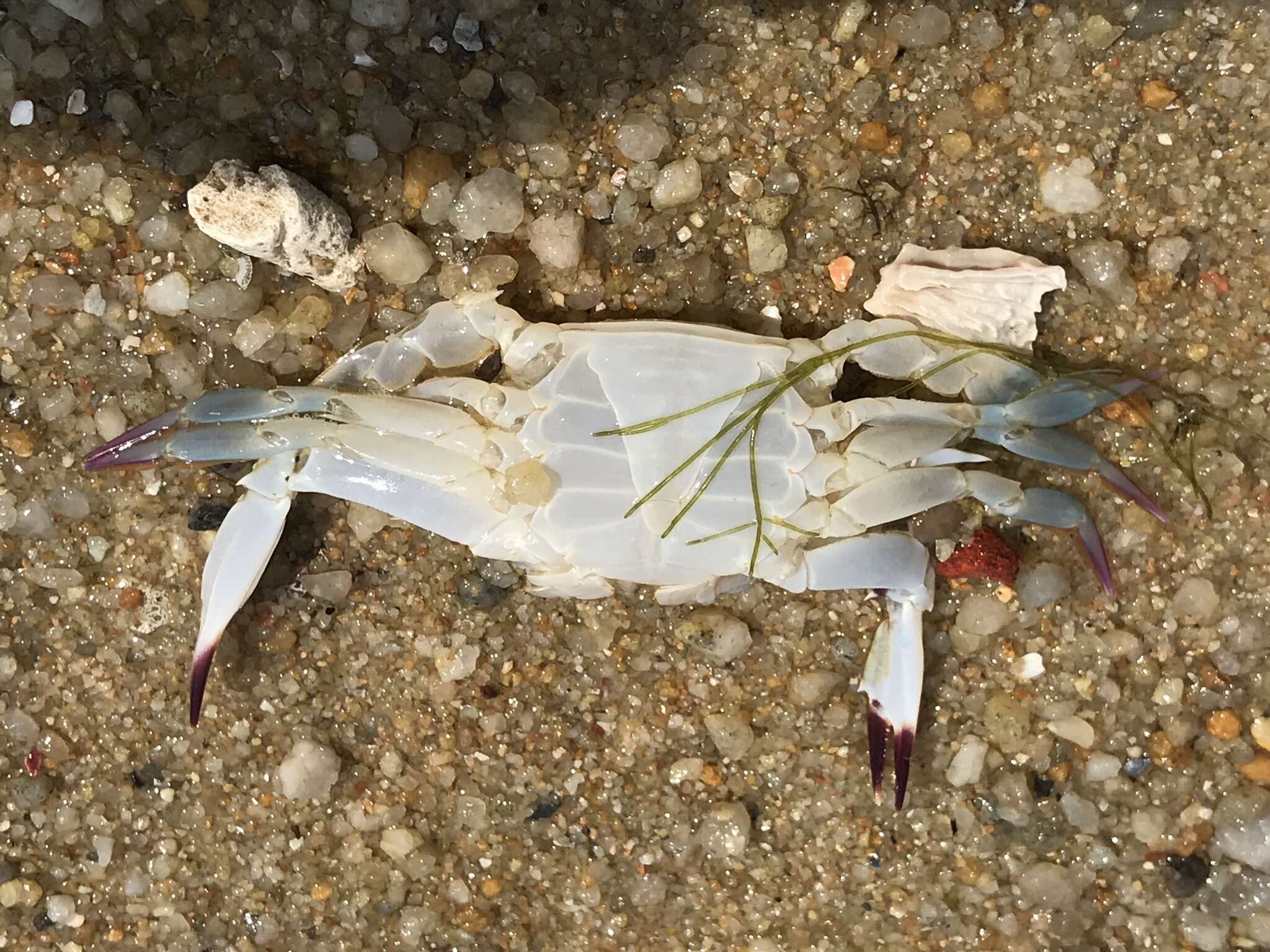 Image of Pacific blue swimming crab