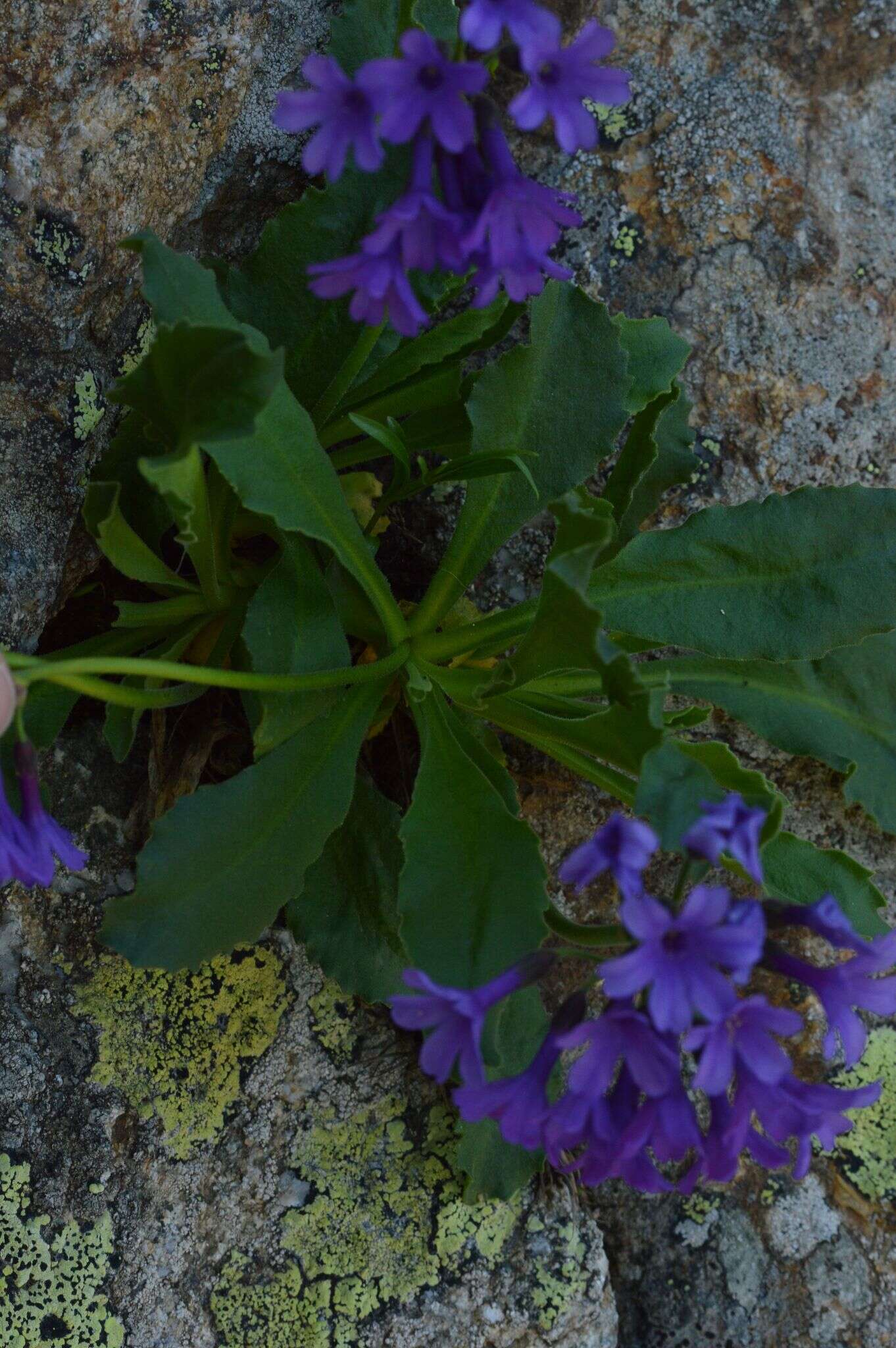 Primula latifolia subsp. graveolens (Hegetschw.) Rouy resmi