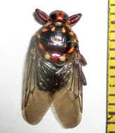 Image of Hippobosca rufipes Olfers 1816