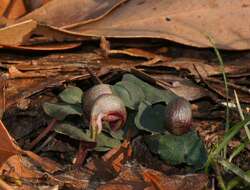 Image de Corybas aconitiflorus Salisb.