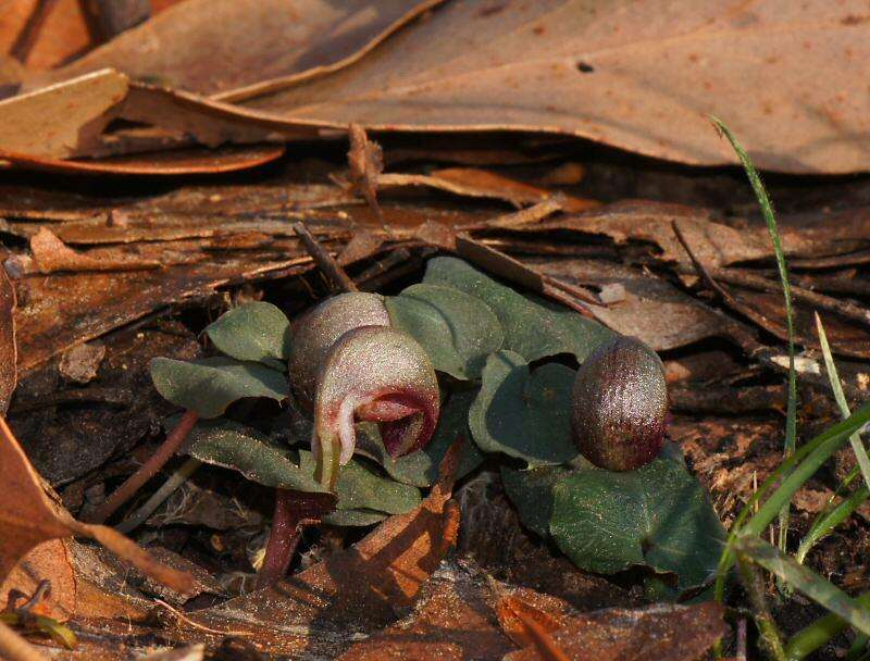 Image de Corybas aconitiflorus Salisb.