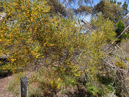 Image of acacia