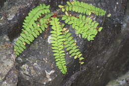 Plancia ëd Polystichum craspedosorum (Maxim.) Diels