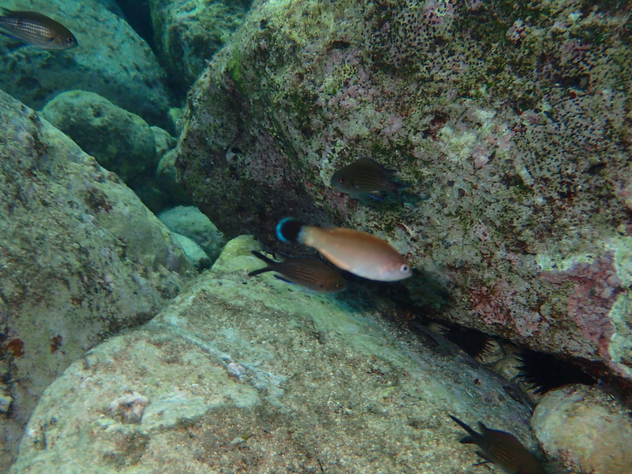 Image of Blacktailed Wrasse