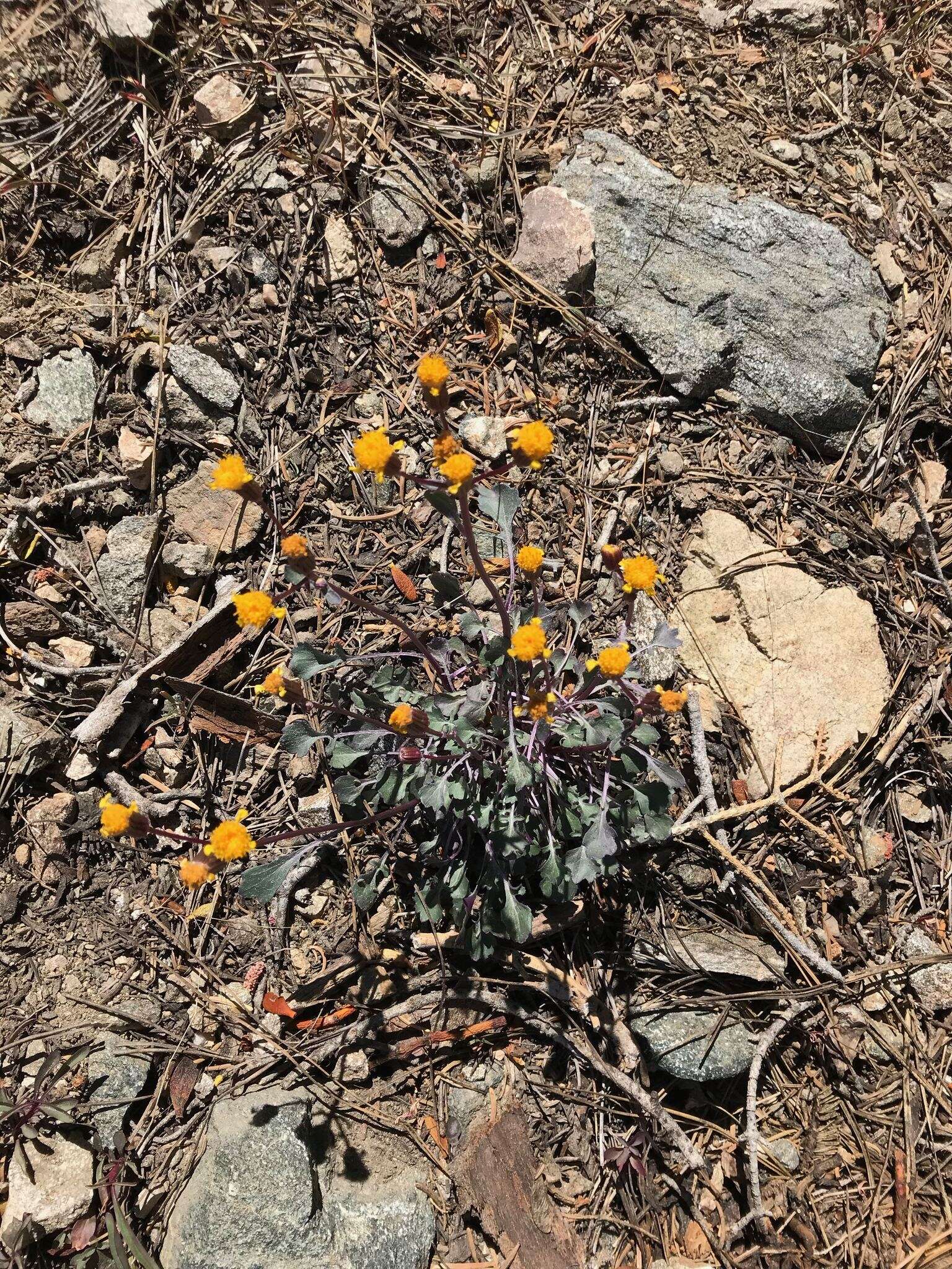 Image of Tehachapi ragwort