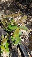 Image of black wattle