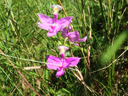 Calopogon tuberosus (L.) Britton, Sterns & Poggenb.的圖片