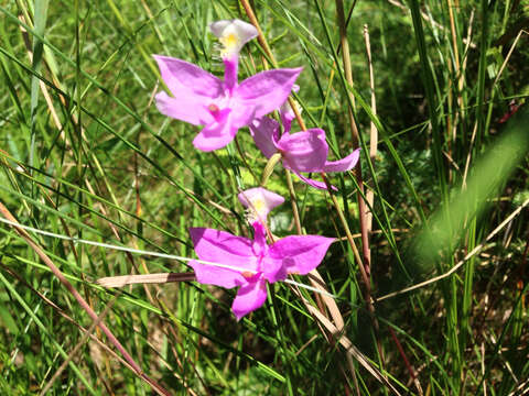 Image of tuberous grasspink