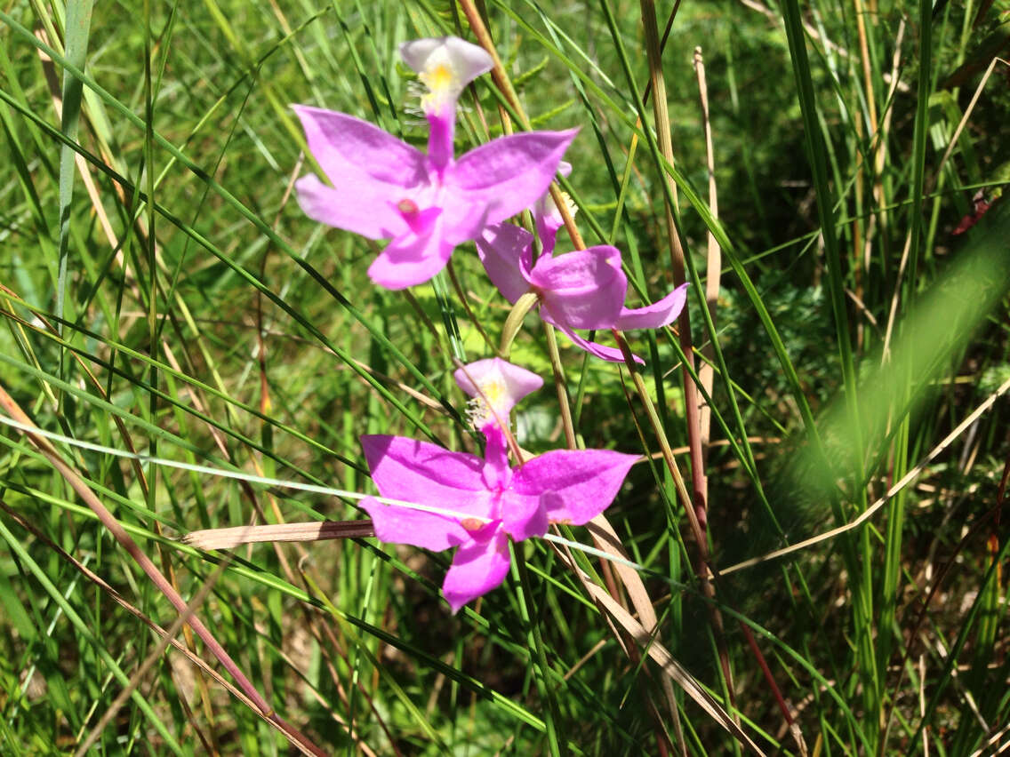 Calopogon tuberosus (L.) Britton, Sterns & Poggenb.的圖片