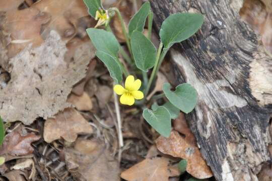 Image de Viola vallicola A. Nelson