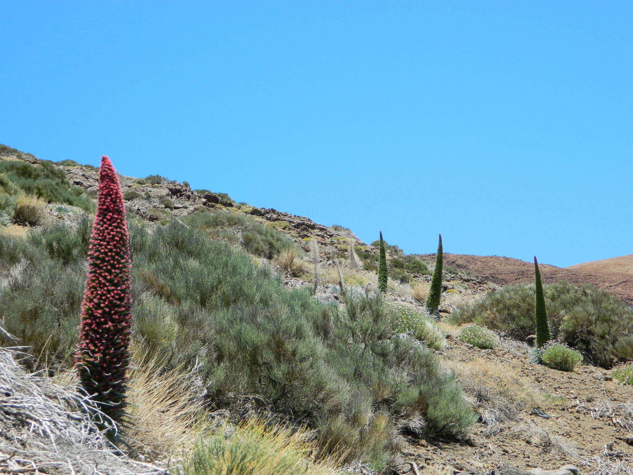 Image of Echium wildpretii H. H. W. Pearson ex Hook. fil.