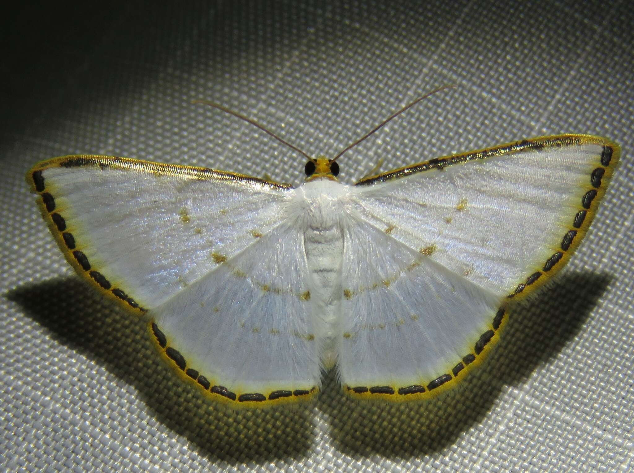 Image of Leuciris fimbriaria Stoll 1781