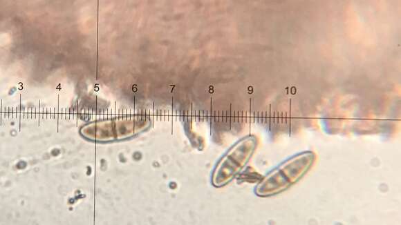 Sclerococcum stygium resmi